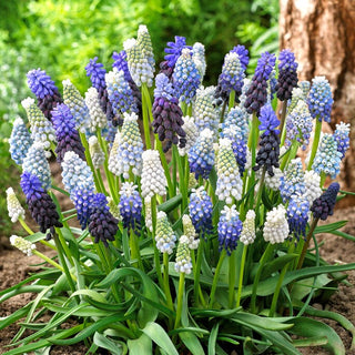 Traubenhyazinthe - Mix - Muscari - Farbenfroher Akzent im Garten ab April - 10 Blumenzwiebeln