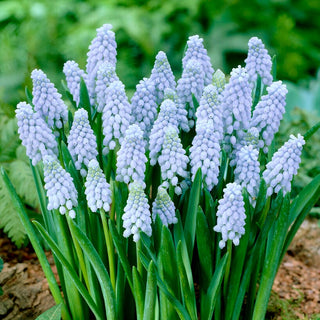 Traubenhyazinthe - Valerie Finnis - Muscari - Frühjahrsleuchten im Beet - 10 Blumenzwiebeln
