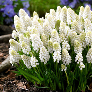 Traubenhyazinthe - White Magic - Muscari - Weißes Detail, das das Auge erfreut - 10 Blumenzwiebeln