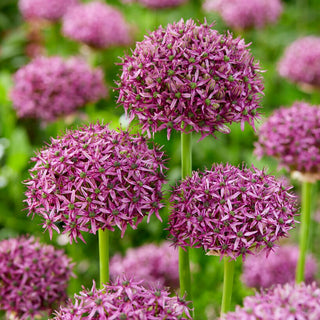 Zierlauch - Firmament - Allium - Spektakuläre Violette Kugeln