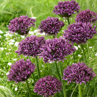 Zierlauch - Mercurius - Allium - Violette Blütenhalbkugeln