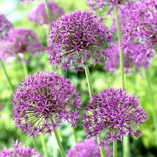 Zierlauch - Violet Beauty - Allium - Vertreibt Gartenschädlinge - 3 Blumenzwiebeln