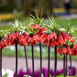 Garten-Kaiserkrone - Red Beauty - Fritillaria - Ausdrucksstarke glockenförmige Blüten