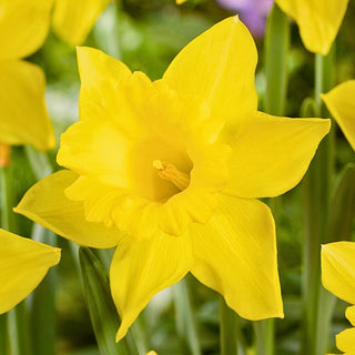 Narzisse - King Alfred - Narcissus - Intensivgelb, sonnenverwöhnt - 5 Blumenzwiebeln