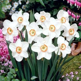 Narzisse - Tommy's White - Narcissus - Ideal für Gruppenpflanzungen - 5 Blumenzwiebeln
