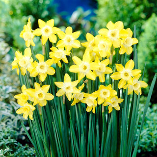 Narzisse - Verdin - Narcissus - Frischer Frühlingsakzent im Garten - 5 Blumenzwiebeln