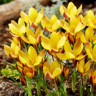 Krokus - Bronze Form - Crocus - Zuverlässiger früher Frühlingsbote - 10 Blumenzwiebeln
