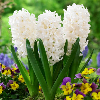 Hyazinthe - Louvre - Hyacinthus - Zuverlässig schneeweiß - 3 Blumenzwiebeln