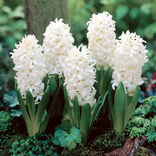Hyazinthe - White Pearl - Hyacinthus - Frische und Leichtigkeit im Garten - 3 Blumenzwiebeln