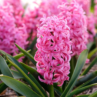 Hyazinthe - Scarlet Pearl - Hyacinthus - Ideal für Beet und Topf - 3 Blumenzwiebeln