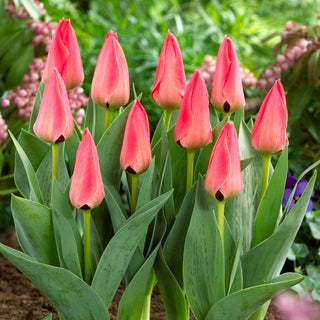 Tulpe - Adele Duttweiler - Tulipa - Zarter Rosaton, Kompakte Form - 5 Blumenzwiebeln