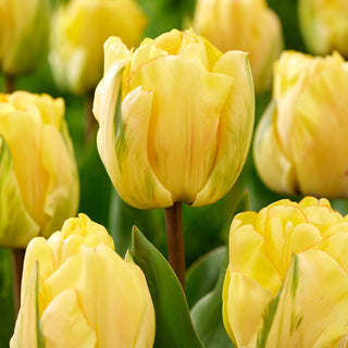 Tulpe - Akebono - Tulipa - Seltenes Sammlerstück - 5 Blumenzwiebeln