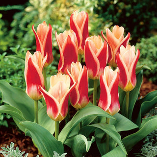 Tulpe - Ancilla - Tulipa - Frische in Frühlingsbeeten - 5 Blumenzwiebeln