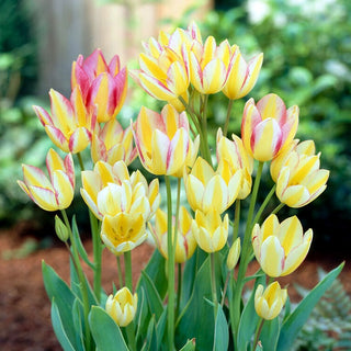Tulpe - Antoinette - Tulipa - Bis zu fünf Blüten pro Stiel - 5 Blumenzwiebeln