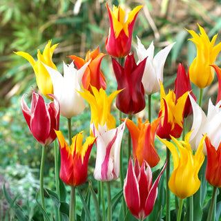 Lilienblütige Tulpe - Mix - Tulipa - Außergewöhnliche Tulpen mit hoher Form - 5 Blumenzwiebeln