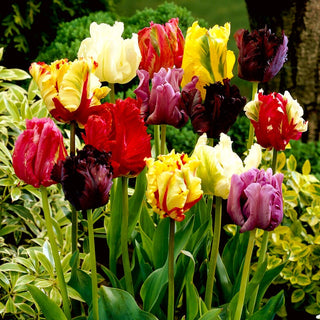 Papagei-Tulpen - Mix - Tulipa - Fantasievoll gewellte Blütenblätter - 5 Blumenzwiebeln