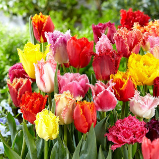 Gefranste Tulpe - Mix - Tulipa - Ideale dekorative Mischung - 5 Blumenzwiebeln