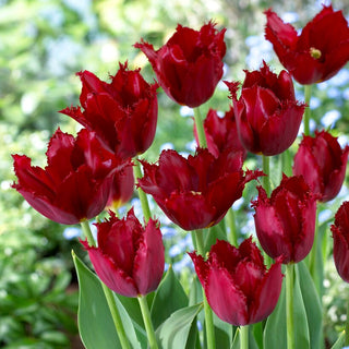 Tulpe - Pacific Pearl - Tulipa - Bordeauxrote Blüten, gefranste Form - 5 Blumenzwiebeln