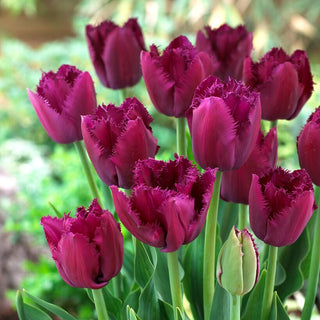 Tulpe - Curly Sue - Tulipa - Gefranste violette Blüten - 5 Blumenzwiebeln