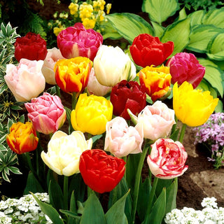 Tulpe - Double - Tulipa - Üppige vielblättrige Blüten - 5 Blumenzwiebeln