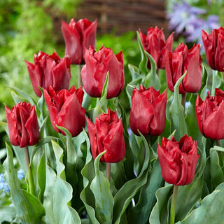 Tulpe - Robinho - Tulipa - Edles Aussehen, Klassische Beetpflanze - 5 Blumenzwiebeln
