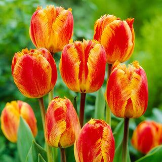 Tulpe - Fringed Solstice - Tulipa - Poetischer Akzent, gefranste Ränder - 5 Blumenzwiebeln