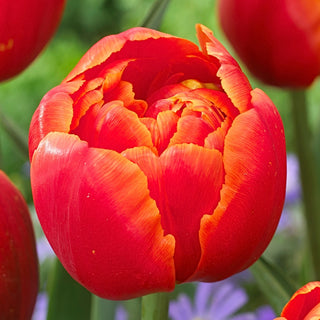 Tulpe - Icoon - Tulipa - Doppelte Blütenblätter, doppelter Effekt - 5 Blumenzwiebeln