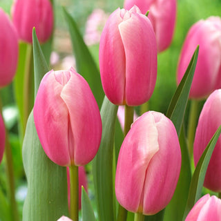 Tulpe - Kasia - Tulipa - Eleganz und zarter Frühlingsduft - 5 Blumenzwiebeln