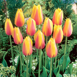 Tulpe - Long Lady - Tulipa - Intensive Farben unter den Blumen - 5 Blumenzwiebeln