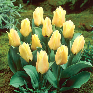 Tulpe - Mieke Telkamp - Tulipa - Eleganz in jedem Winkel - 5 Blumenzwiebeln