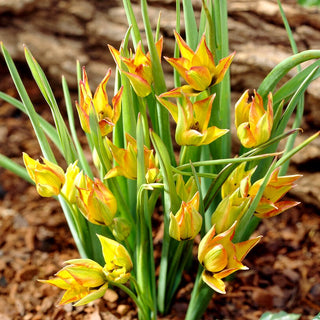Tulpe - Orphanidea Flava - Tulipa - Außergewöhnlicher exotischer Charme - 5 Blumenzwiebeln