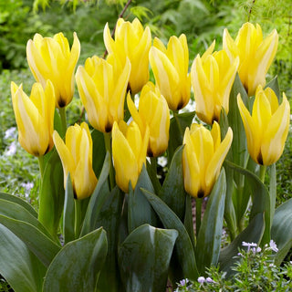 Tulpe - Partitura - Tulipa - Schafft frühlingshafte harmonische Beete - 5 Blumenzwiebeln