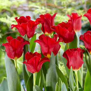 Tulpe - Red Dress - Tulipa - Schlanke elegante Silhouette - 5 Blumenzwiebeln
