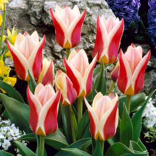 Tulpe - Rosanna - Tulipa - Regt zu kreativen Arrangements - 5 Blumenzwiebeln