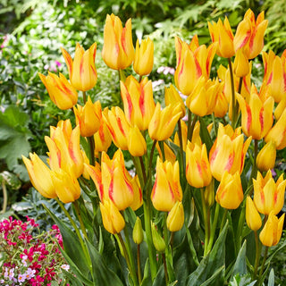 Tulpe - Royal Georgette - Tulipa - Auffälliger Moderner Akzent - 5 Blumenzwiebeln