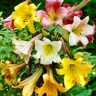 Trompeten-Lilien - Mischung - Lilium - Auffällige Farbenvielfalt im Garten
