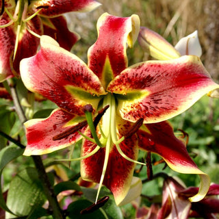 Lilien - Scheherezade - Lilium - Rot-weiße Blüten voller Anmut
