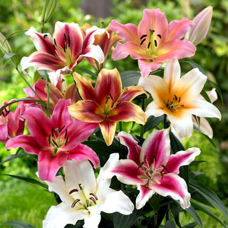 Baum-Lilie - Mischung - Lilium - Gelbe Eleganz in Sommerbeeten