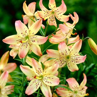 Tiger-Lilie - Corsage - Lilium - Eleganz und zarter Sommerzauber