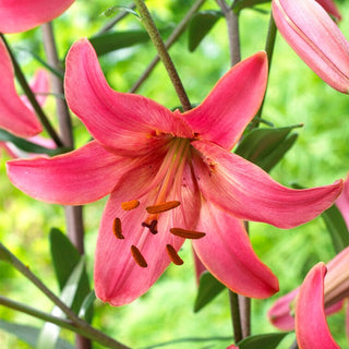 Tiger-Lilie - Pink Flight - Lilium - Zarter Rosaton im Modernen Garten