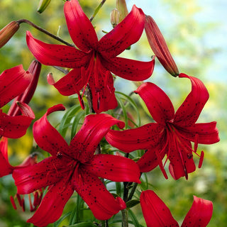 Tiger-Lilie - Red Velvet - Lilium - Bordeauxrote Eleganz im Garten