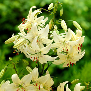 Tiger-Lilie - Sweet Surrender - Lilium - Blüht lange, begeistert mit Farben