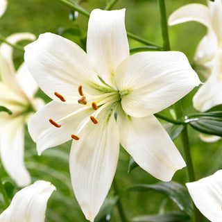 Lilien - Pearl Frances - Lilium - Frosthart, Pflegeleicht