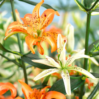 Gefüllte Lilie - Must See - Lilium - Hoch, Elegant und Widerstandsfähig