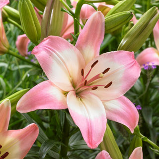 Asiatische Lilie - Levi - Lilium - Rosa Blüten Voller Eleganz