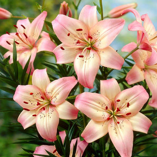 Asiatische Lilie - Rosella's Dream - Lilium - Schlanke Stängel bis 120 cm Höhe