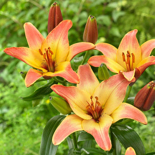 Lilien - Forever Summer - Lilium - Zarte Verbindung aus Rosa und Gelb