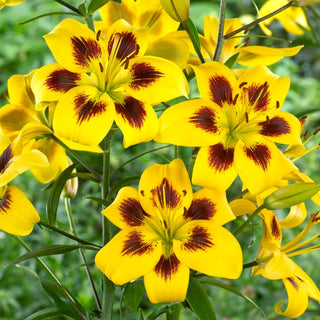 Lilien - Pieton - Lilium - Seltene Einzigartige Sorte