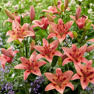 Lilien - Tinilco - Lilium - Perfekt für Sträuße und Arrangements