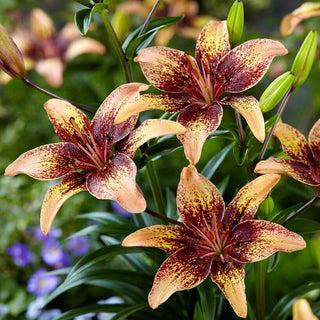 Asiatische Lilie - Tribal Dance - Lilium - Zuverlässige Zierde im Sommergarten